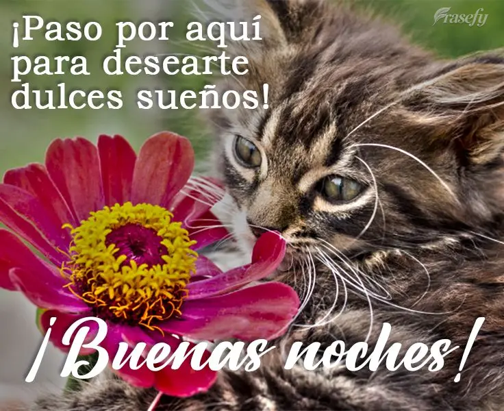 ¡Paso por aquí para desearte dulces sueños! ¡Buenas noches!