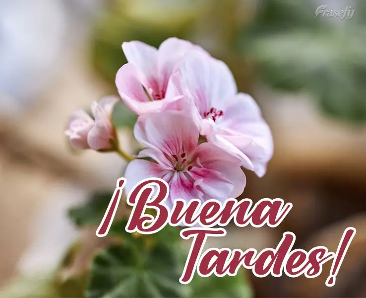 ¡Buenas tardes!