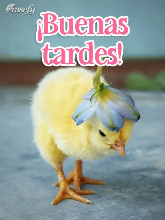 ¡Buenas tardes!
