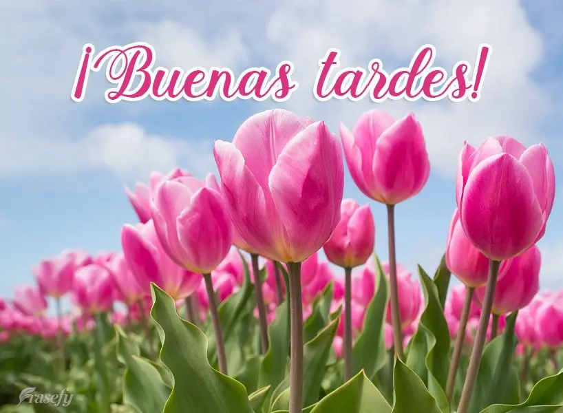 ¡Buenas tardes!