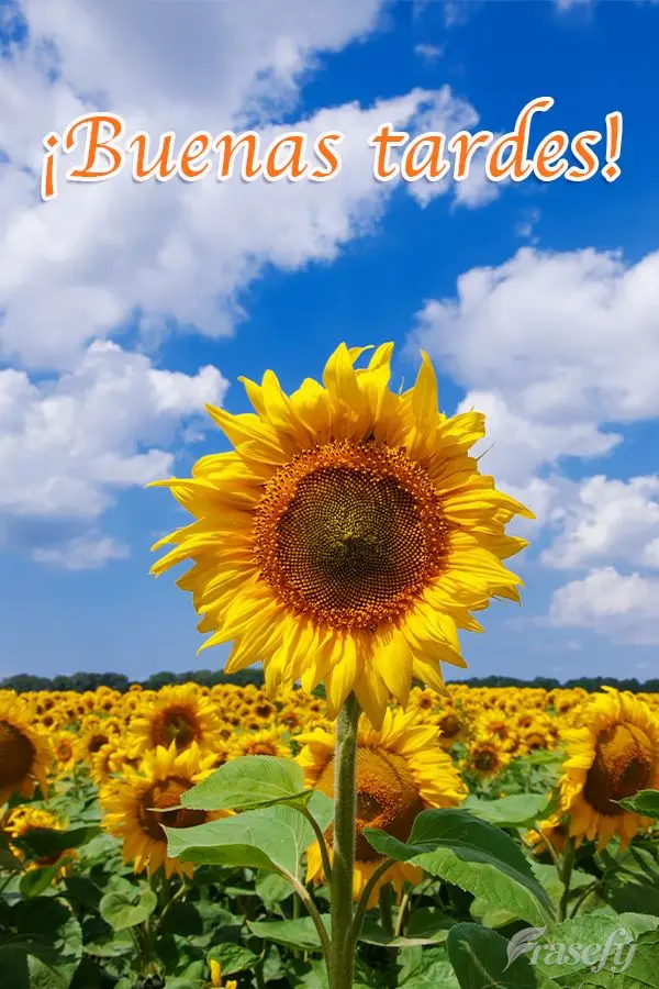 ¡Buenas tardes!