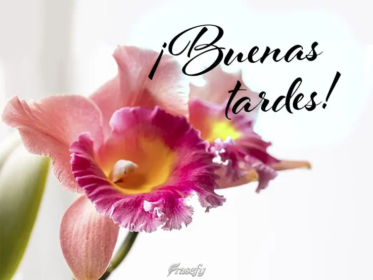 ¡Buenas tardes!