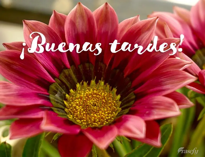 ¡Buenas tardes!
