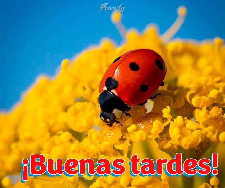¡Buenas tardes!