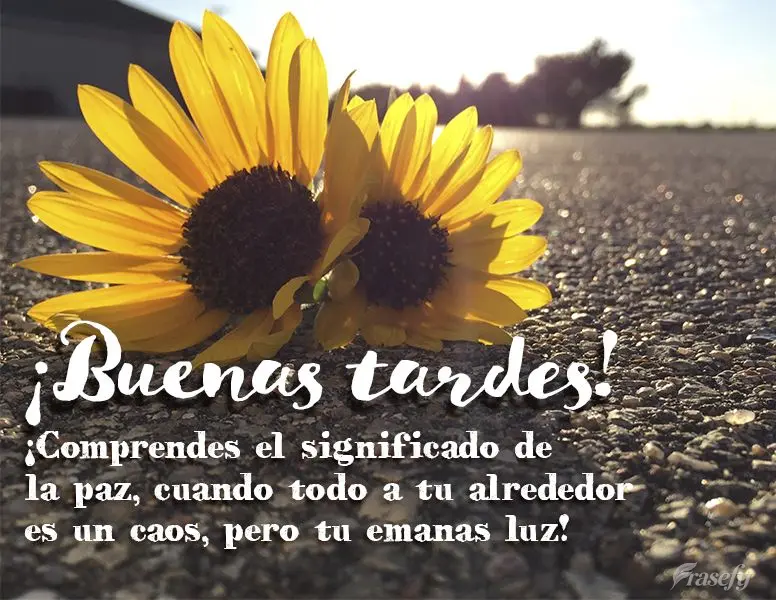 ¡Comprendes el significado de la paz, cuando todo a tu alrededor es un caos, pero tu emanas luz! ¡Buenas tardes!