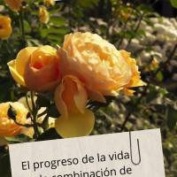 El progreso de la vida es la combinación de persistencia, constancia y toma de decisiones que conducen a tu destino. ¡Feliz tarde!