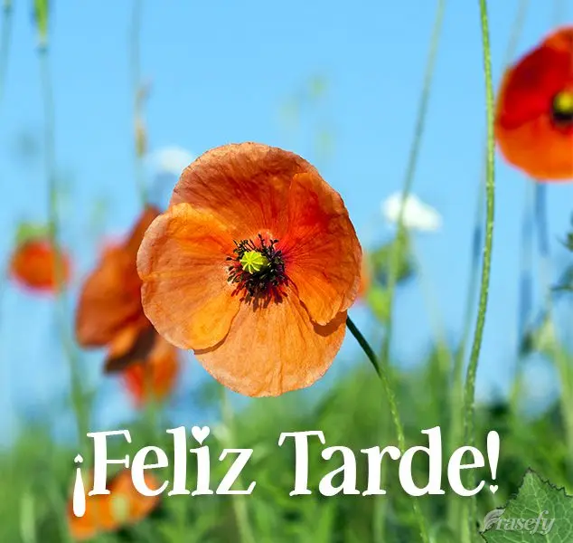 ¡Feliz tarde!