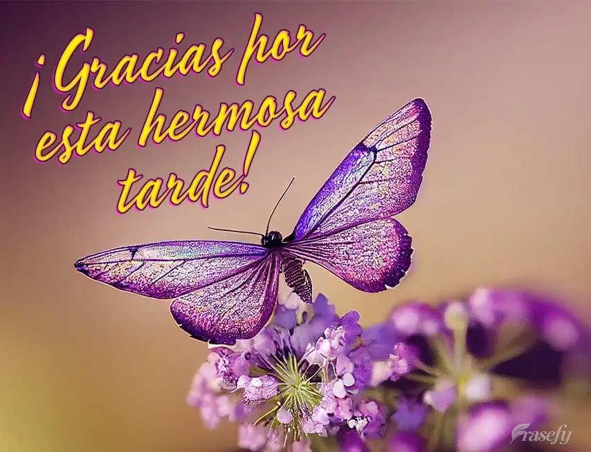 ¡Gracias por esta hermosa tarde!