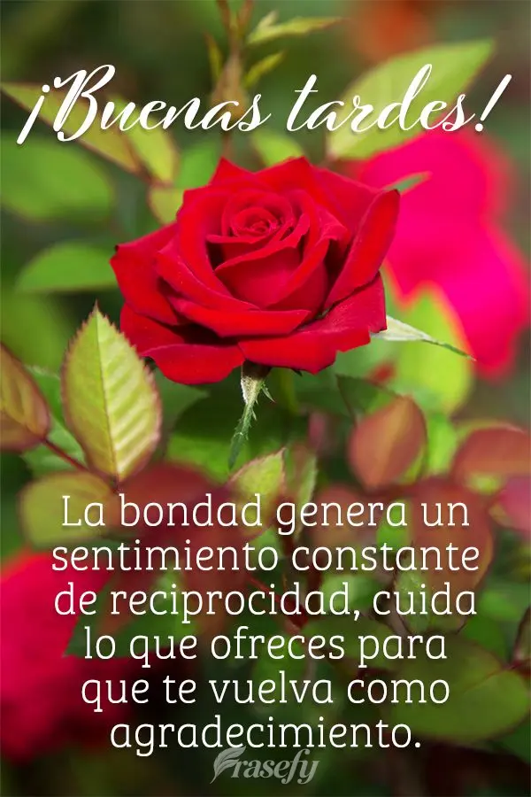 La bondad genera un sentimiento constante de reciprocidad, cuida lo que ofreces para que te vuelva como agradecimiento. ¡Buenas tardes!
