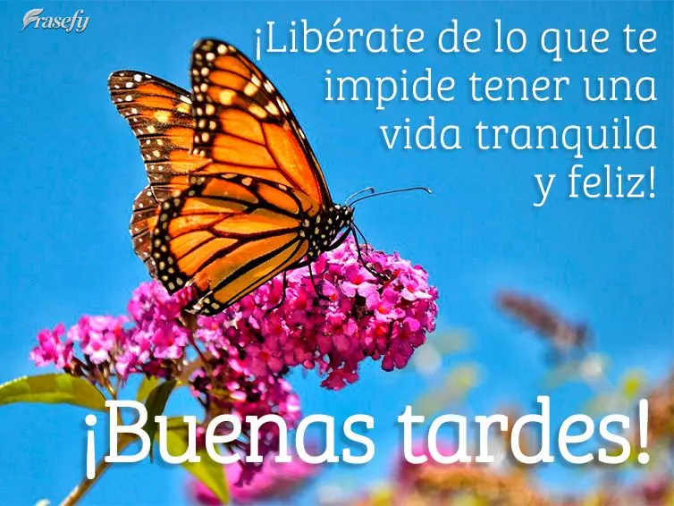 ¡Libérate de lo que te impide tener una vida tranquila y feliz! ¡Buenas tardes!