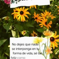 No dejes que nada se interponga en tu forma de vida, sé tan feliz como quieras, ¡así como te deseo felicidad! ¡Feliz tarde!