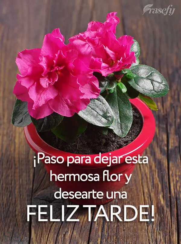 ¡Paso para dejar esta hermosa flor y desearte una feliz tarde!