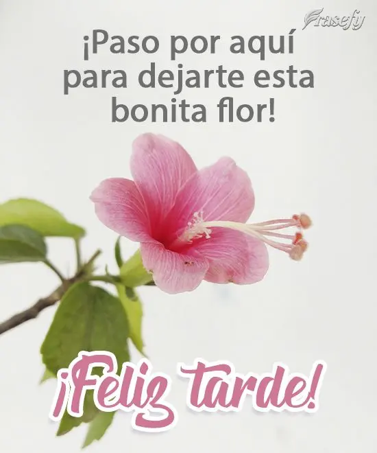 ¡Paso por aquí para dejarte esta bonita flor! ¡Feliz tarde!