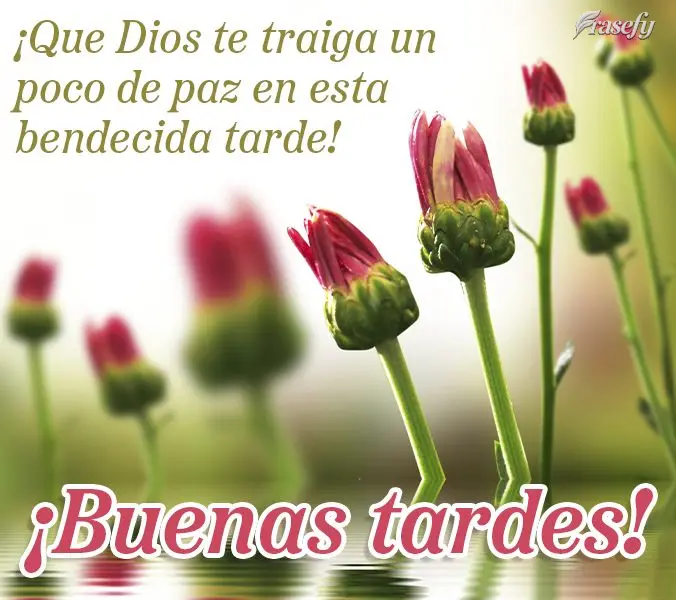 ¡Que Dios te traiga un poco de paz en esta bendecida tarde! ¡Buenas tardes!
