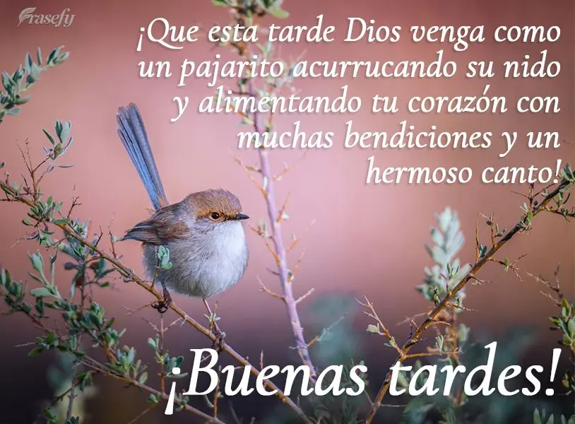 ¡Que esta tarde Dios venga como un pajarito acurrucando su nido y alimentando tu corazón con muchas bendiciones y un hermoso canto! ¡Buenas tardes!