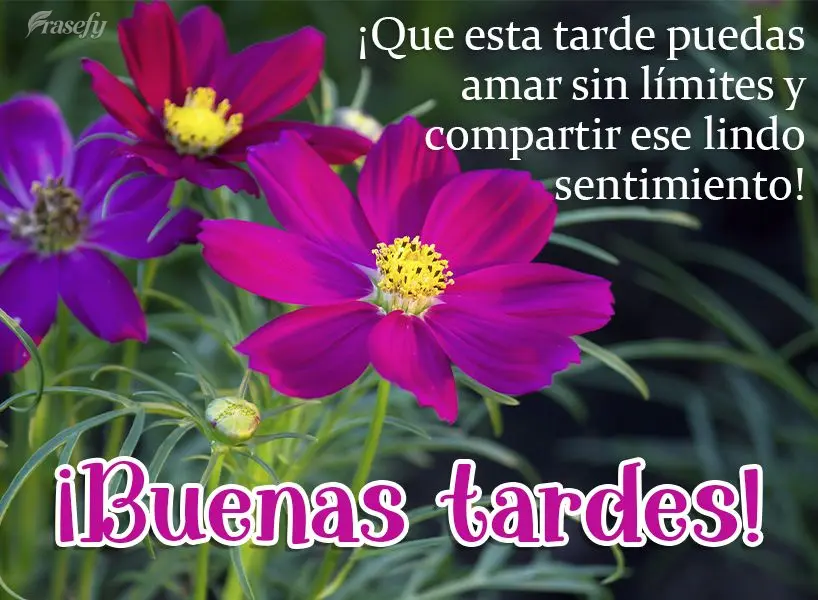 ¡Que esta tarde puedas amar sin límites y compartir ese lindo sentimiento! ¡Buenas tardes!