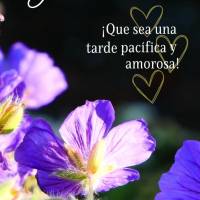 ¡Que sea una tarde pacífica y amorosa! ¡Buenas tardes!