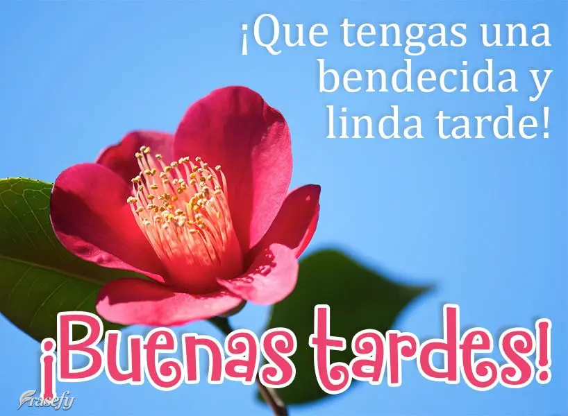 ¡Que tengas una bendecida y linda tarde! ¡Buenas tardes!