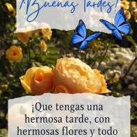¡Que tengas una hermosa tarde, con hermosas flores y todo el amor que cabe en tu corazón! ¡Buenas tardes!