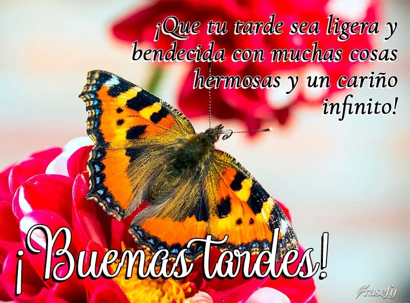 ¡Que tu tarde sea ligera y bendecida con muchas cosas hermosas y un cariño infinito! ¡Buenas tardes!