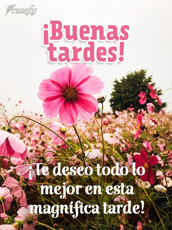 ¡Te deseo todo lo mejor en esta magnífica tarde! ¡Buenas tardes!