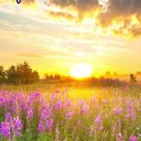 Vive con intensidad los momentos mágicos de la vida. ¡Sed enteramente paz y alegría! ¡Feliz tardes!