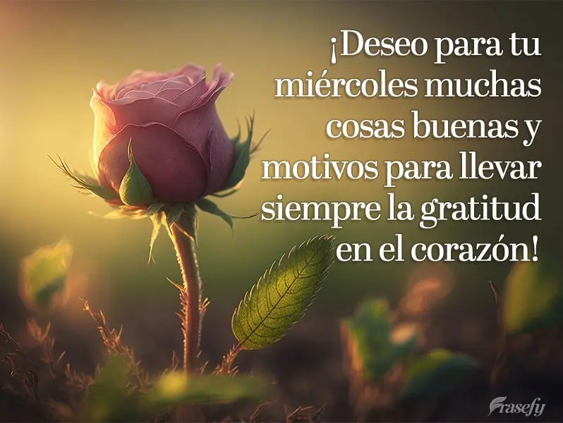 ¡Deseo para tu miércoles muchas cosas buenas y motivos para llevar siempre la gratitud en el corazón!