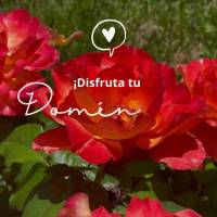 ¡Disfruta tu domingo!