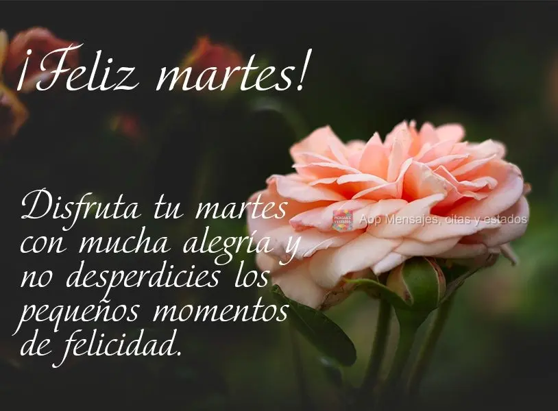 Disfruta tu martes con mucha alegría y no desperdicies los pequeños momentos de felicidad. ¡Feliz martes!