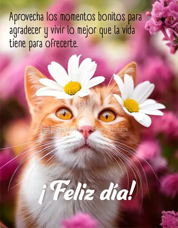Aprovecha los momentos bonitos para agradecer y vivir lo mejor que la vida tiene para ofrecerte. ¡Feliz día!
