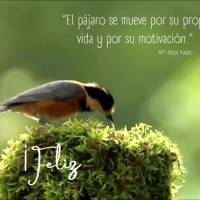 “El pájaro se mueve por su propia vida y por su motivación.” ¡Feliz domingo! APJ Abdul Kalam
