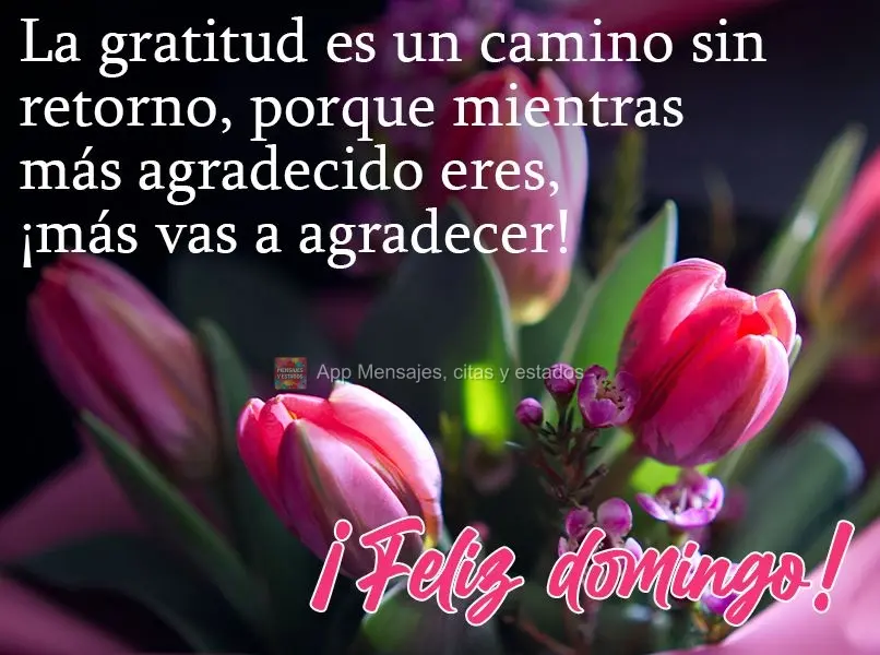La gratitud es un camino sin retorno, porque mientras más agradecido eres, ¡más vas a agradecer! ¡Feliz domingo!