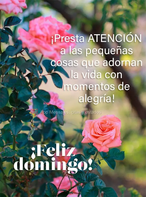 ¡Presta atención a las pequeñas cosas que adornan la vida con momentos de alegría! ¡Feliz domingo!