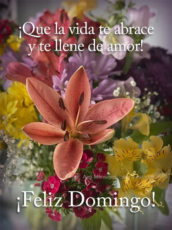 ¡Que la vida te abrace y te llene de amor! ¡Feliz Domingo!