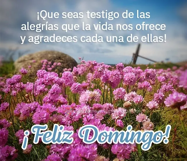 ¡Que seas testigo de las alegrías que la vida nos ofrece y agradeces cada una de ellas! ¡Feliz Domingo!