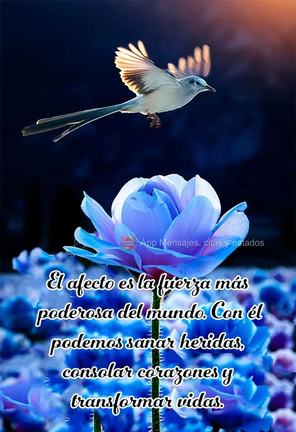 El afecto es la fuerza más poderosa del mundo. Con él podemos sanar heridas, consolar corazones y transformar vidas.