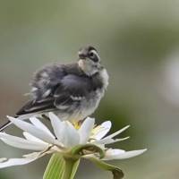 El canto del pájaro es la melodía más pura de la naturaleza, que encanta y trae paz a los corazones más agitados.