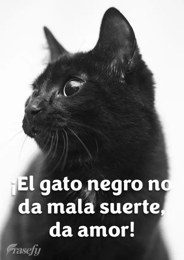 ¡El gato negro no da mala suerte, da amor!