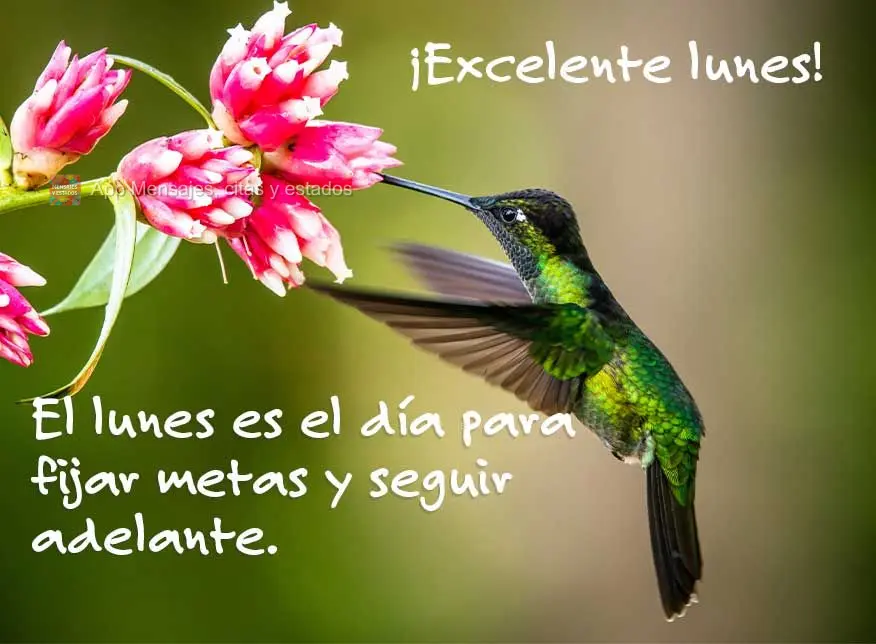 El lunes es el día para fijar metas y seguir adelante. ¡Excelente lunes!