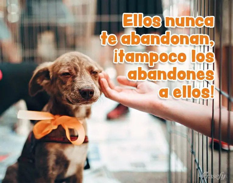 Ellos nunca te abandonan, ¡Tampoco los abandones a ellos!