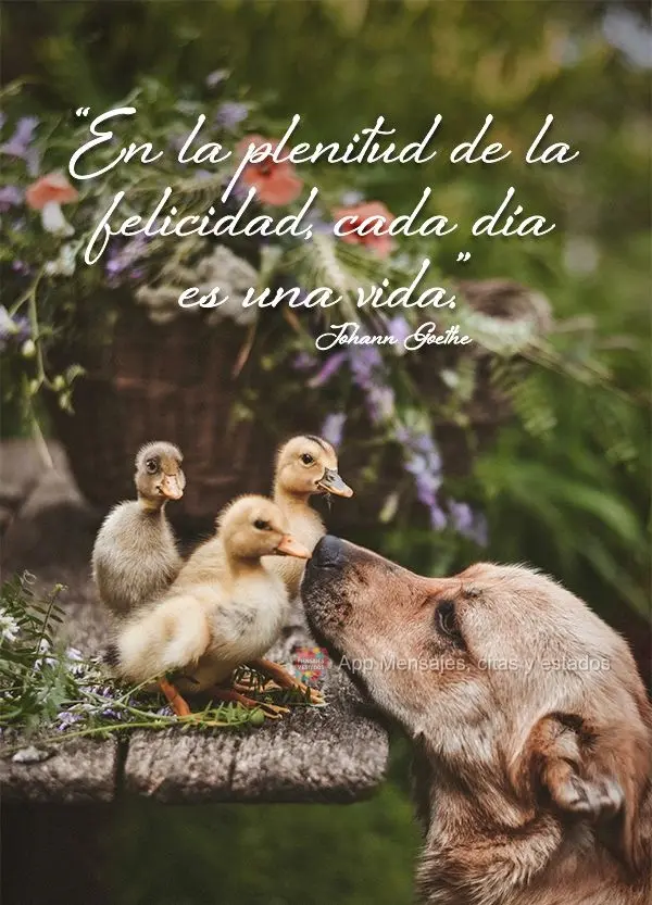 "En la plenitud de la felicidad, cada día es una vida". Johann Goethe