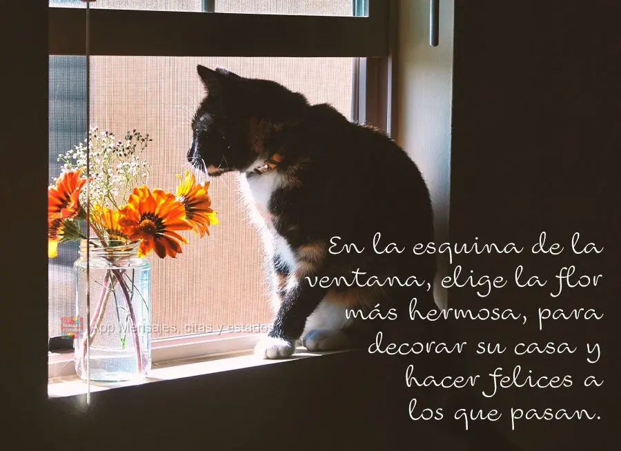 En la esquina de la ventana, elige la flor más hermosa, para decorar su casa y hacer felices a los que pasan.