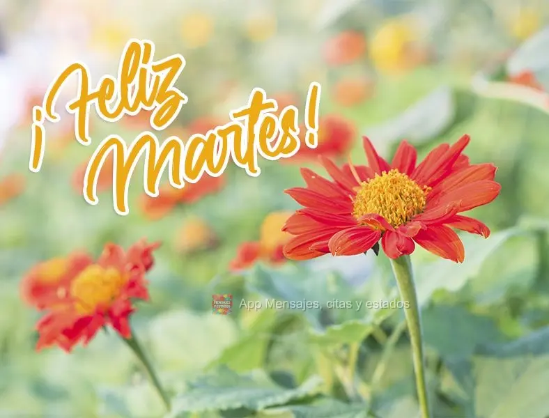 ¡Feliz martes!