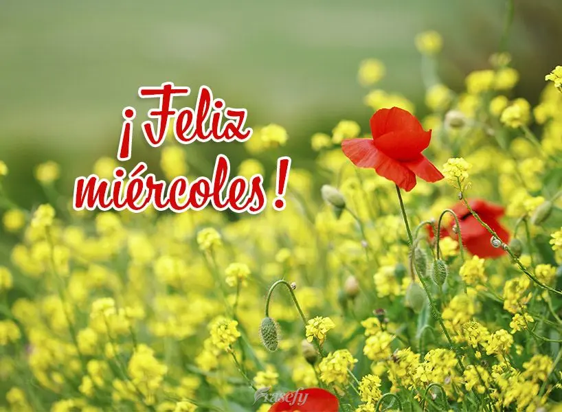 ¡Feliz miércoles!