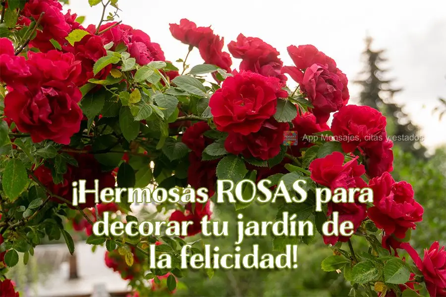 ¡Hermosas rosas para decorar tu jardín de la felicidad!