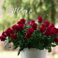 ¡Flores para mi gran amor! 
