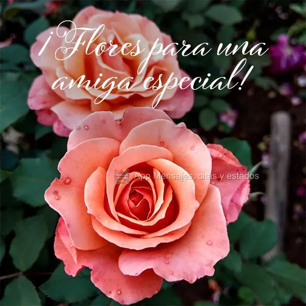 ¡Flores para una amiga especial!