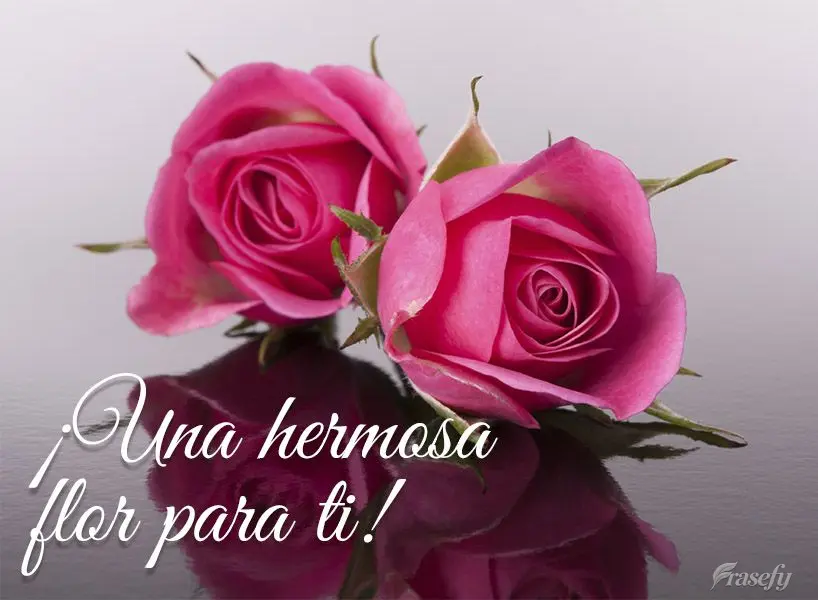 Uma linda flor para você!