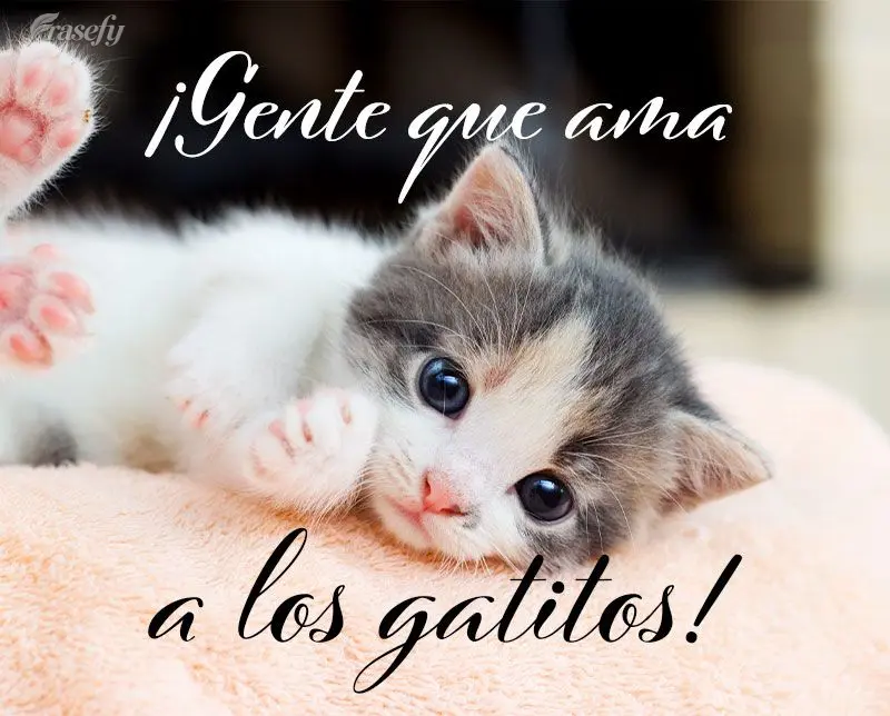 ¡Gente que ama a los gatitos!