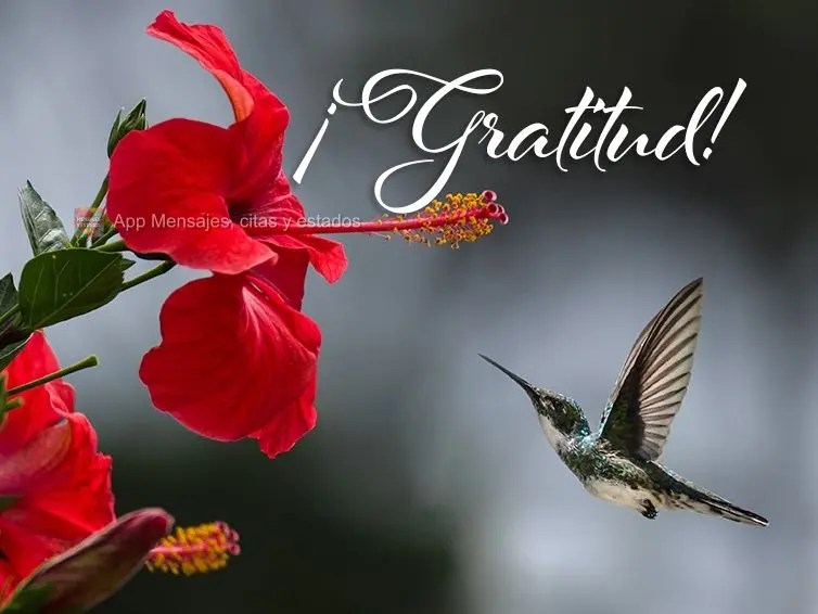 ¡Gratitud!